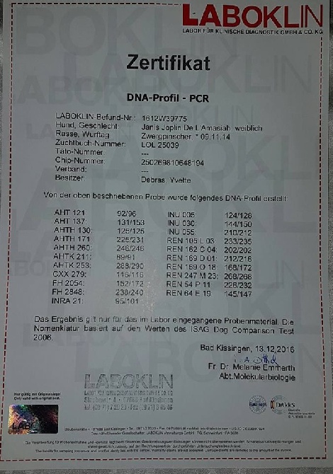 de l'Amasiah - DNA profil certificat Janis