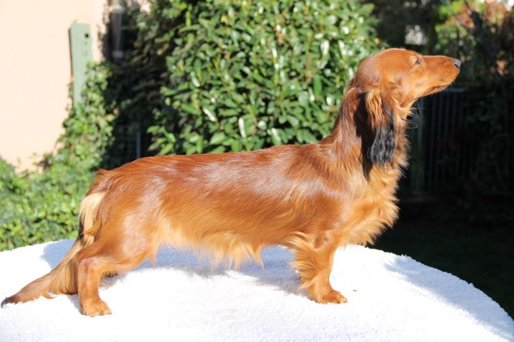 Nemamiah de l'Amasiah