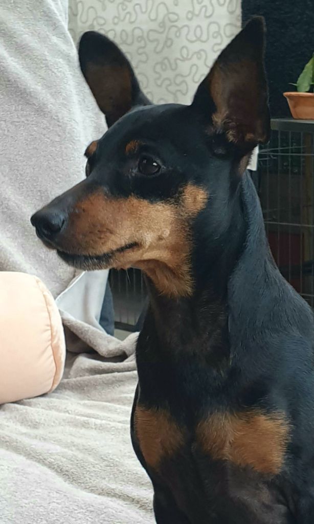 CH. Cib. janis joplin de l'Amasiah