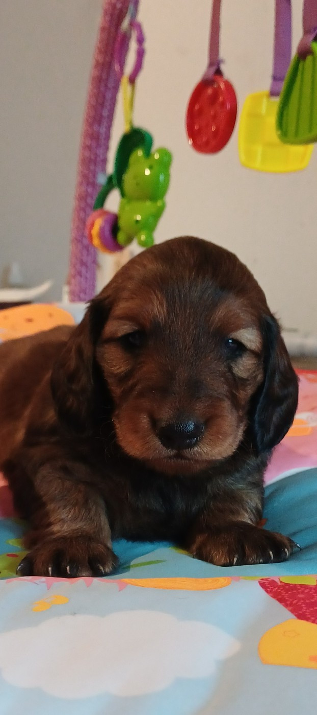 de l'Amasiah - Chiots disponibles - Teckel poil long